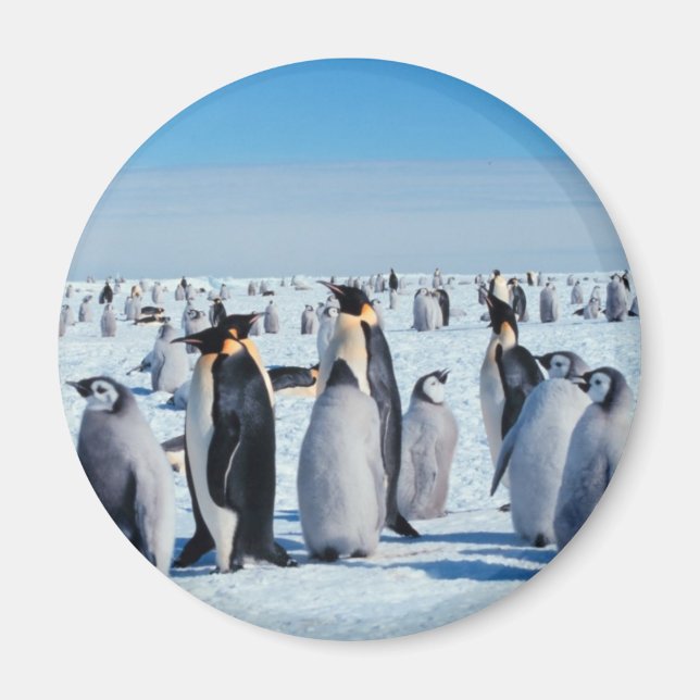 Pinguin-Ansammlung Magnet (Vorne)