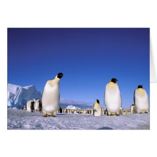 Pinguin Antarktika, Antarktische Halbinsel