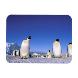 Pinguin Antarktika, Antarktische Halbinsel Magnet