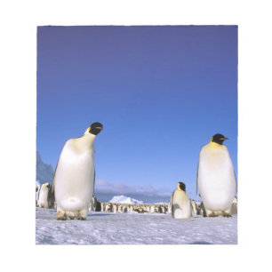 Pinguin Antarktika, Antarktische Halbinsel Notizblock