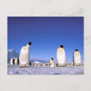 Pinguin Antarktika, Antarktische Halbinsel Postkarte