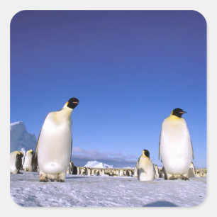 Pinguin   Antarktika, Antarktische Halbinsel Quadratischer Aufkleber