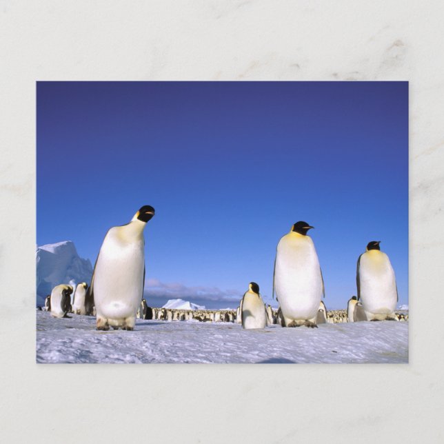 Pinguin | Antarktis, Antarktische Halbinsel Postkarte (Vorderseite)
