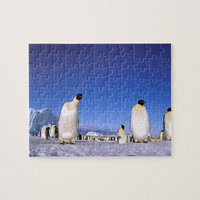 Pinguin | Antarktis, Antarktische Halbinsel Puzzle (Horizontal)