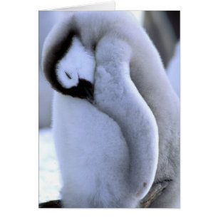Pinguin   Antarktische Halbinsel, Weddellmeer