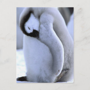 Pinguin   Antarktische Halbinsel, Weddellmeer Postkarte