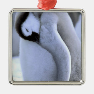 Pinguin Antarktische Halbinsel, Weddellmeer Silbernes Ornament