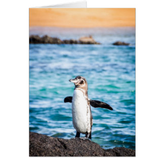 Pinguin auf der Insel Bartolome