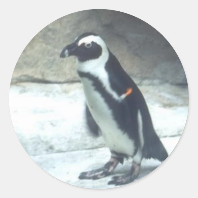 Pinguin-Aufkleber Runder Aufkleber (Vorderseite)