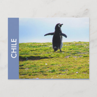 Pinguin Chile Postcard Postkarte