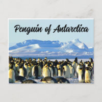 Pinguin der Antarktis