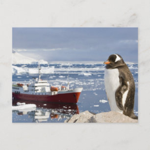 Pinguin der Gattung Gentoo Postkarte