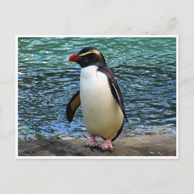 Pinguin fiordland postkarte (Vorderseite)