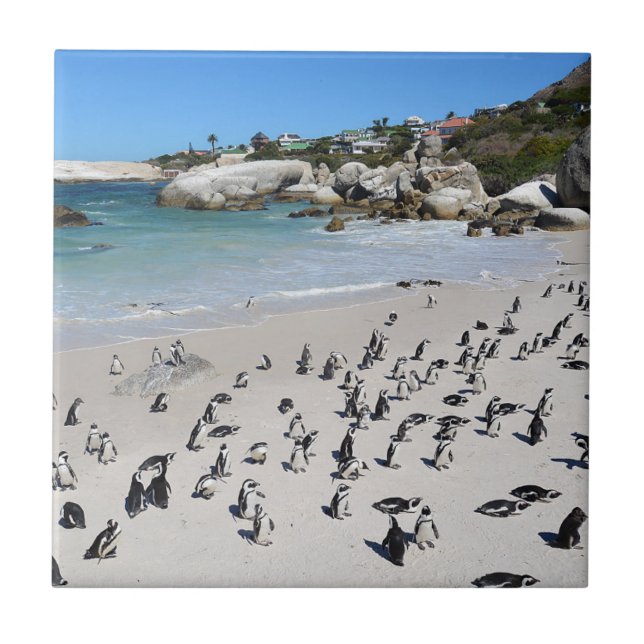Pinguin-Flussstein-Strand | Südafrika Fliese (Vorderseite)