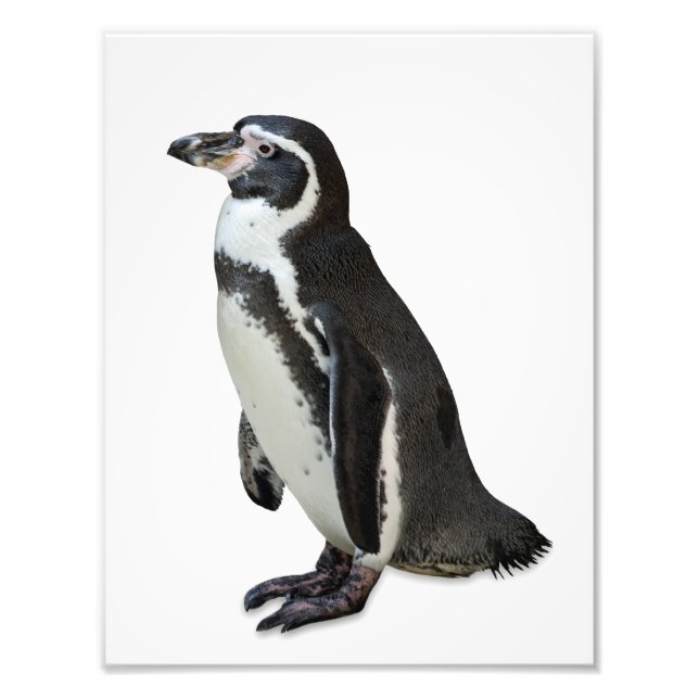 Pinguin Fotodruck (Vorne)
