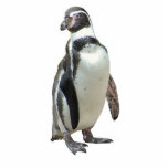 Pinguin Fotoskulptur Magnet<br><div class="desc">Groß für den Kühlschrank oder den Aktenschrank oder was auch immer!  Oder möglicherweise eine Schlüsselkette,     ordentliches Geschenk!</div>