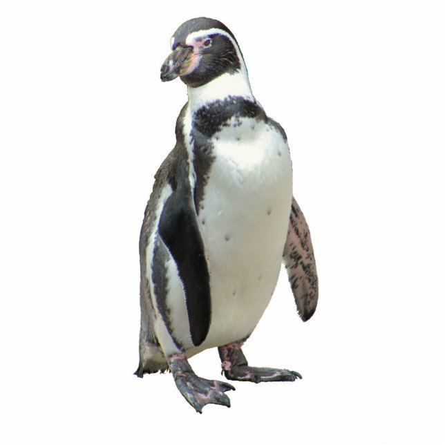 Pinguin Fotoskulptur Magnet (Vorne)