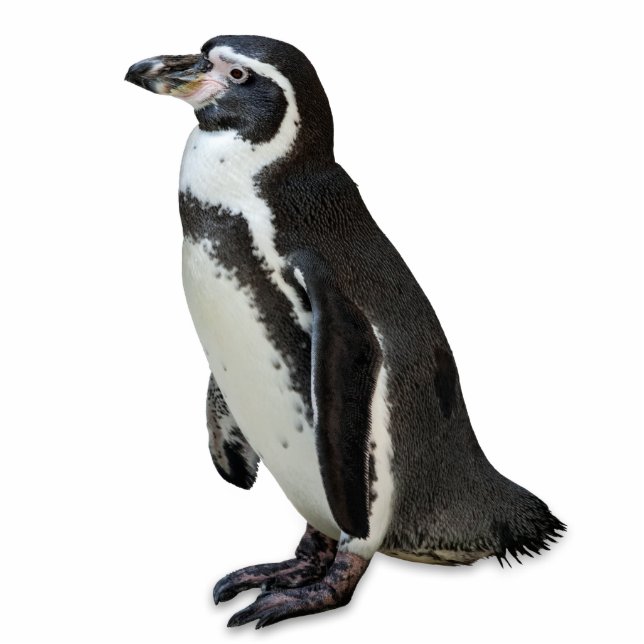 Pinguin Freistehende Fotoskulptur (Vorne)