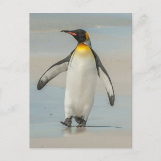 Pinguin geht am Strand Postkarte (Vorderseite)