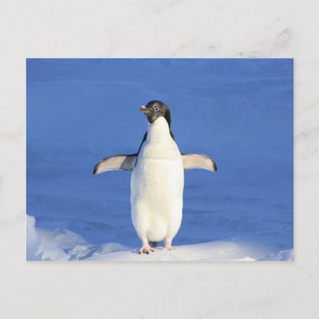 Pinguin-Happy-Dance-Umarmung Postkarte (Vorderseite)