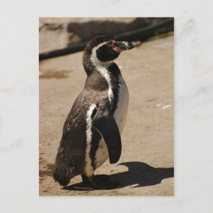Pinguin in Blairdrummond Postkarte