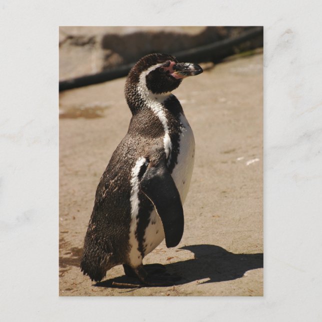 Pinguin in Blairdrummond Postkarte (Vorderseite)