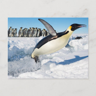 Pinguin in der Antarktis, der aus dem Wasser sprin Postkarte