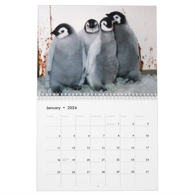 Pinguin-Kalender Kalender (Jan 2026)