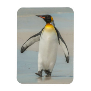 Pinguin läuft am Strand entlang Magnet