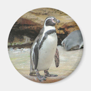 Pinguin Magnet