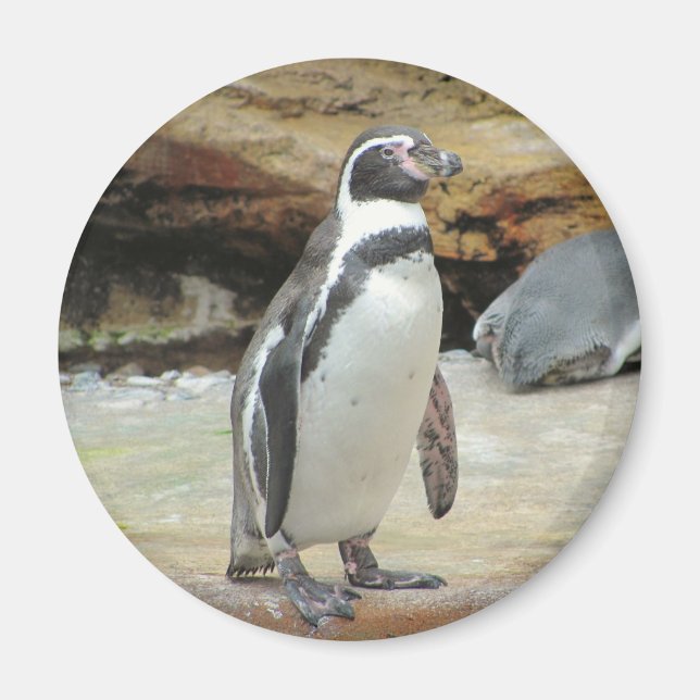Pinguin Magnet (Vorne)