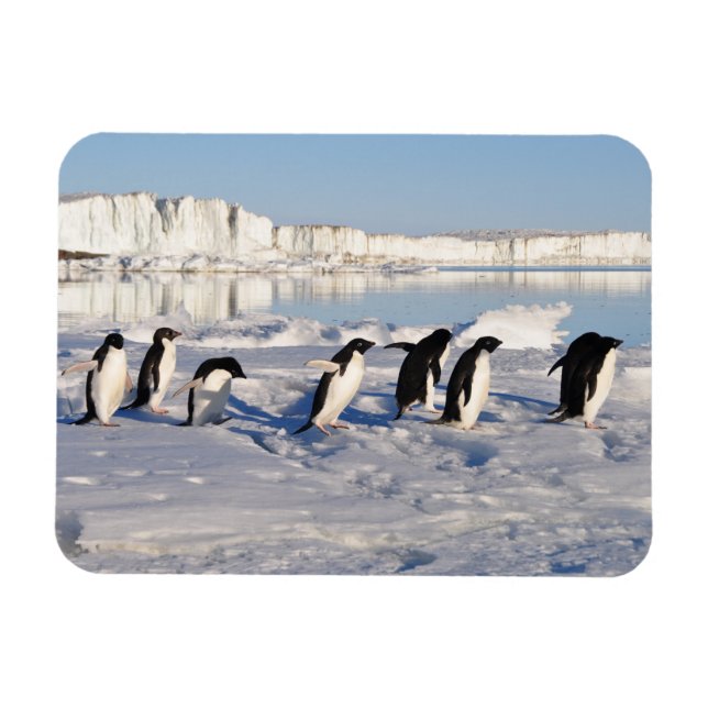 Pinguin Magnet (Horizontal)