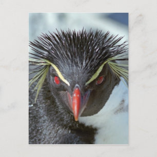 Pinguin mit roten Augen Postkarte