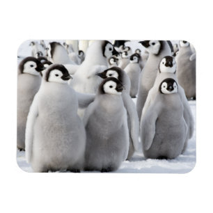 Pinguin Pals Magnet