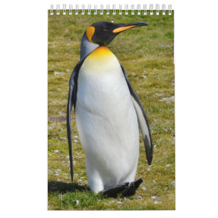 Pinguin-Pedia: Pinguine der Welt Kalender