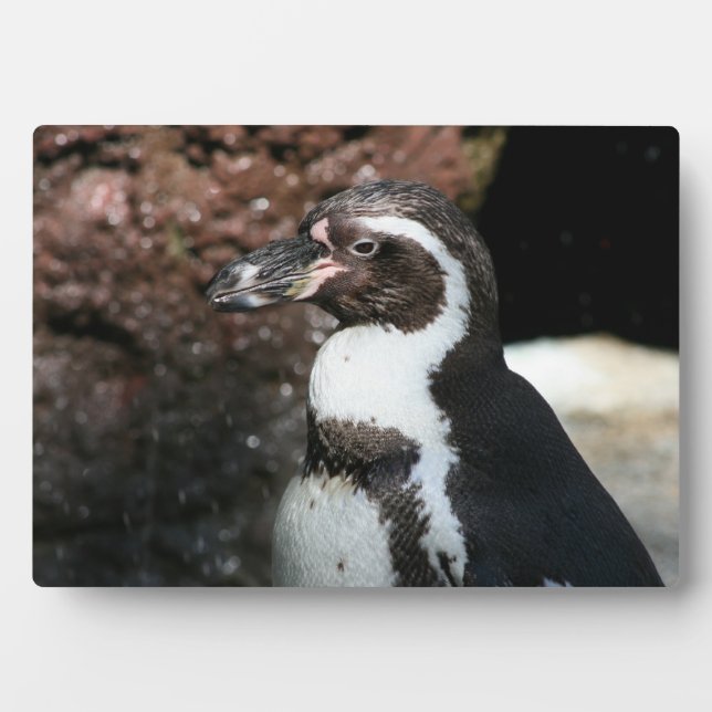 Pinguin Plaque Fotoplatte (Vorderseite)