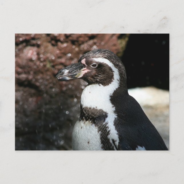 Pinguin Postcard Postkarte (Vorderseite)