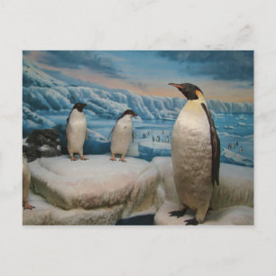 Pinguin Postcard Postkarte