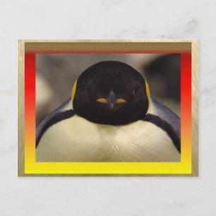 Pinguin Postcard Postkarte