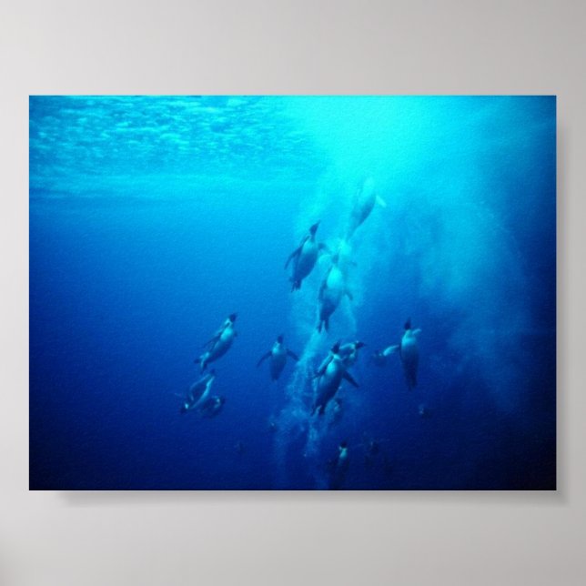 Pinguin Poster (Vorne)