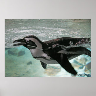 Pinguin Poster