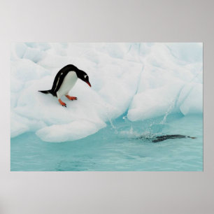 Pinguin Poster