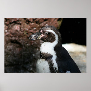 Pinguin Poster