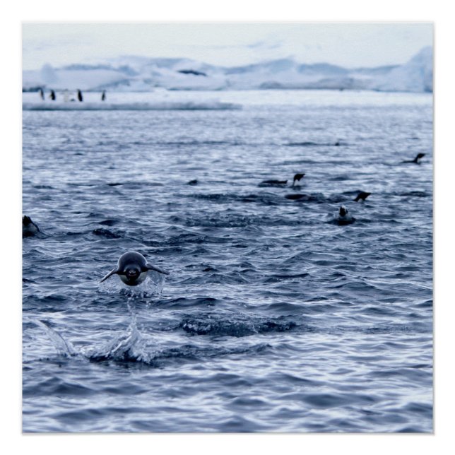 Pinguin Poster (Vorderseite)