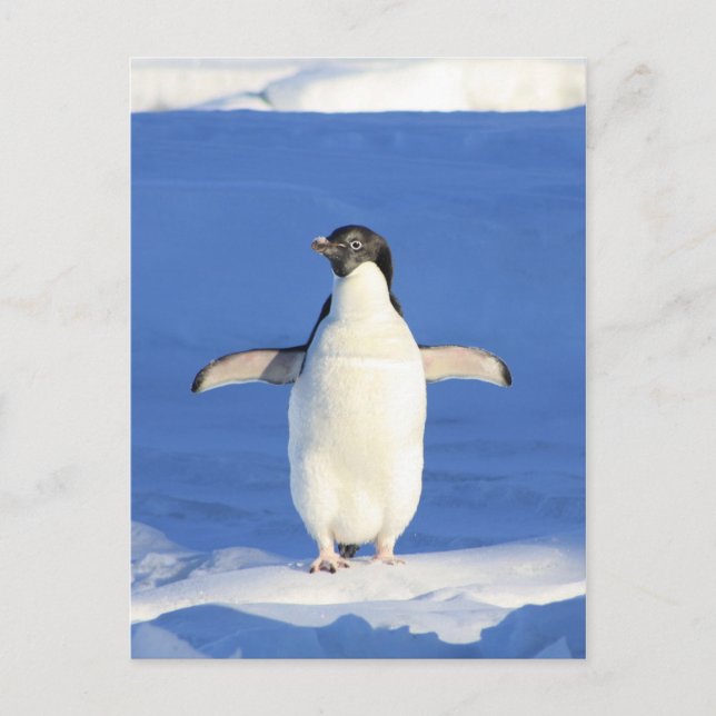 Pinguin Postkarte (Vorderseite)