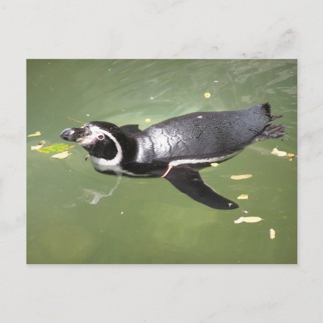 Pinguin Postkarte (Vorderseite)