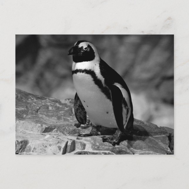 Pinguin Postkarte (Vorderseite)