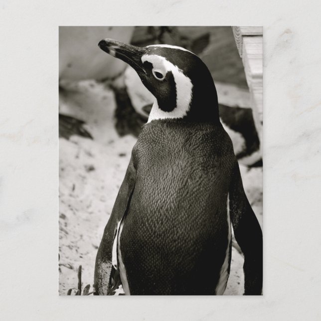 Pinguin Postkarte (Vorderseite)