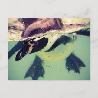 Pinguin Postkarte
