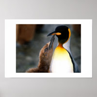 Pinguin, schön